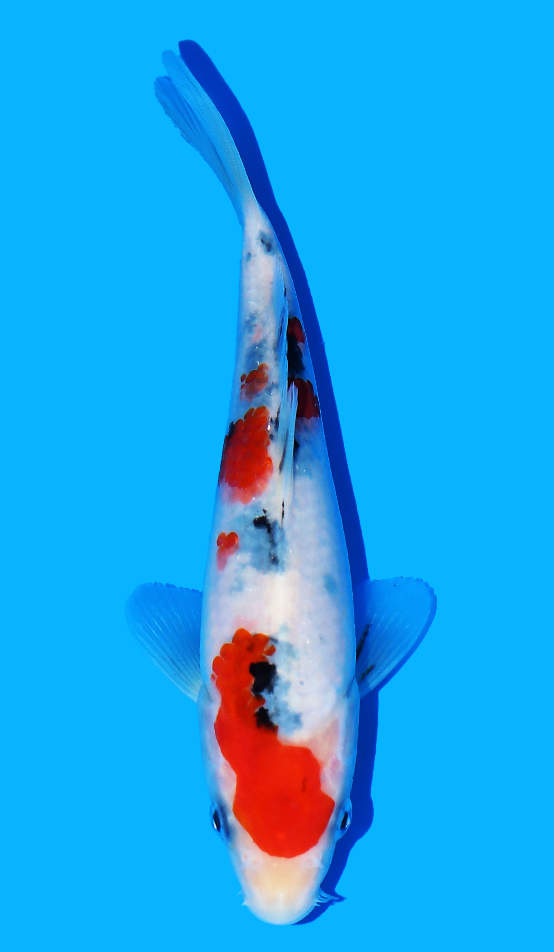 Photo of a koi fish