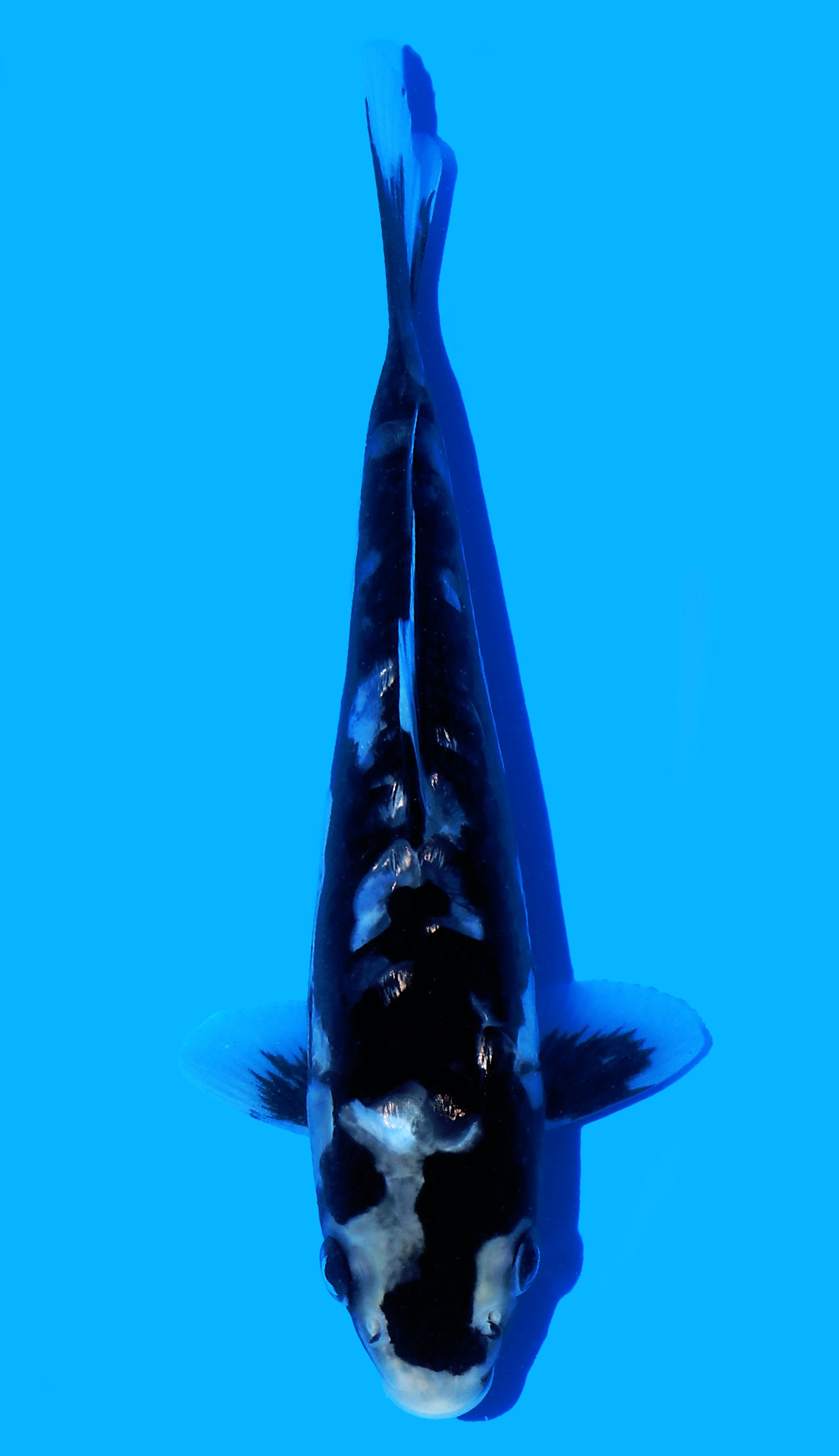 Photo of Aragoke Kumonryu Koi