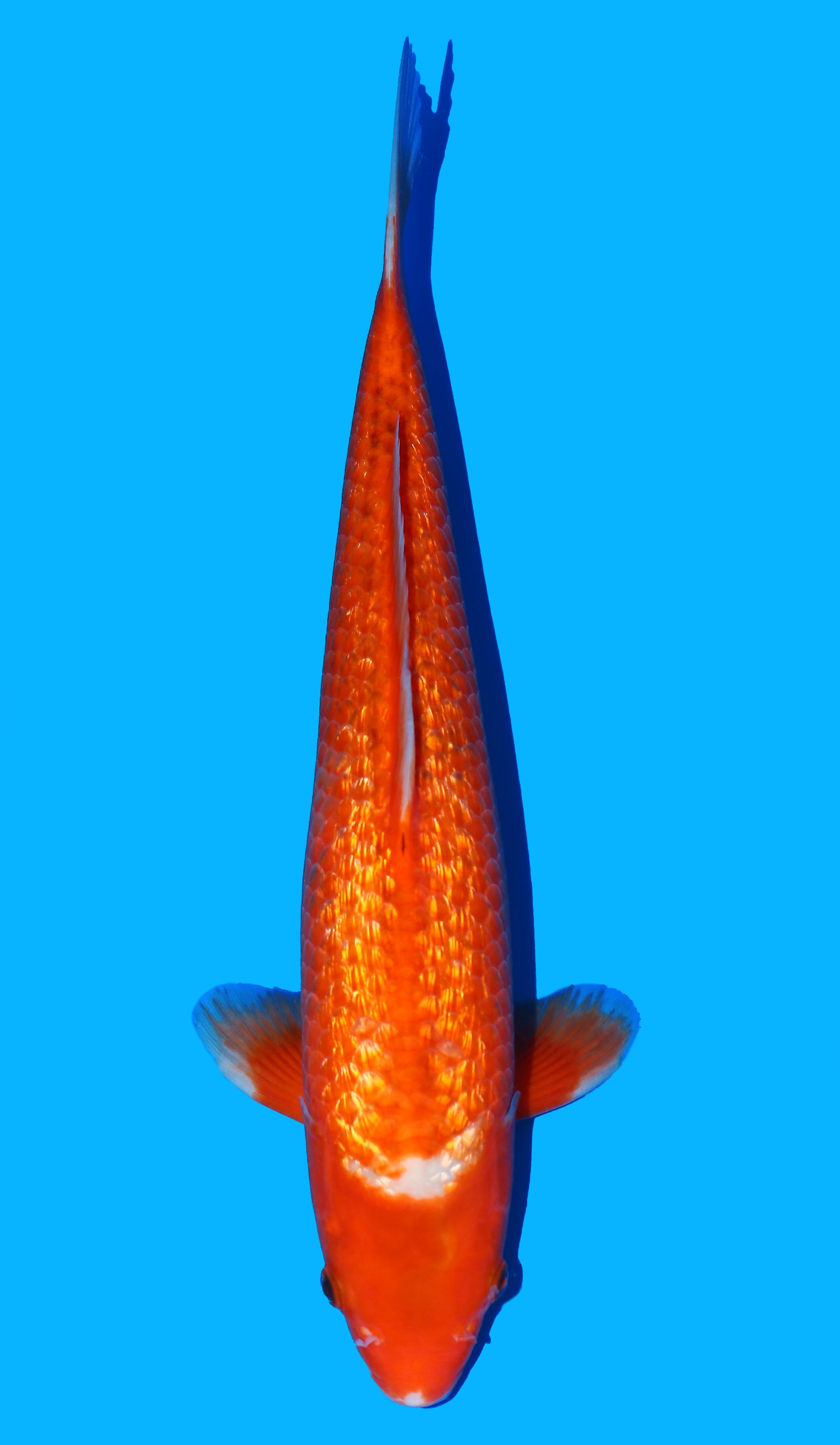 Photo of Kawari Koi