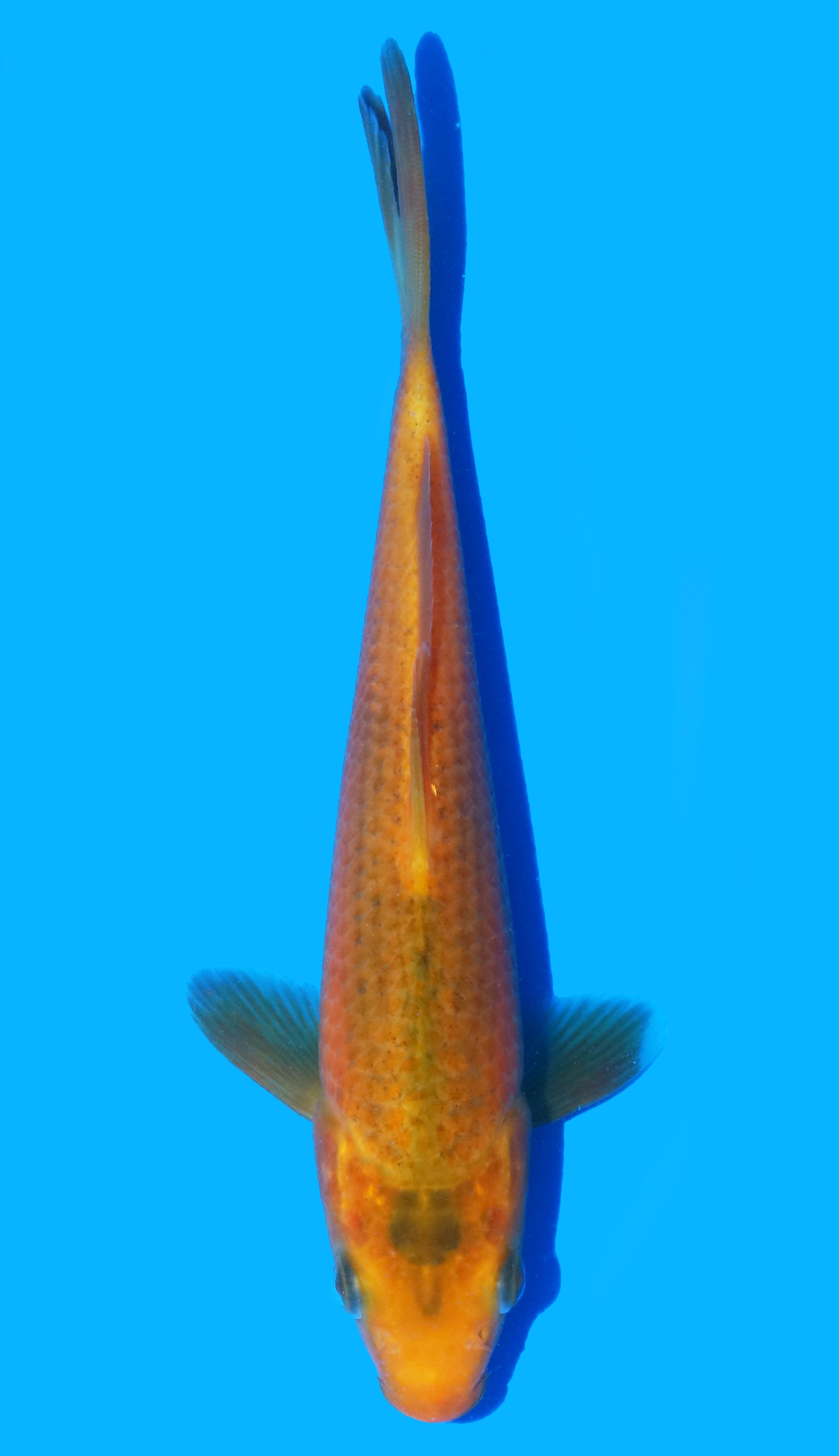 Photo of Ki Matsuba Koi