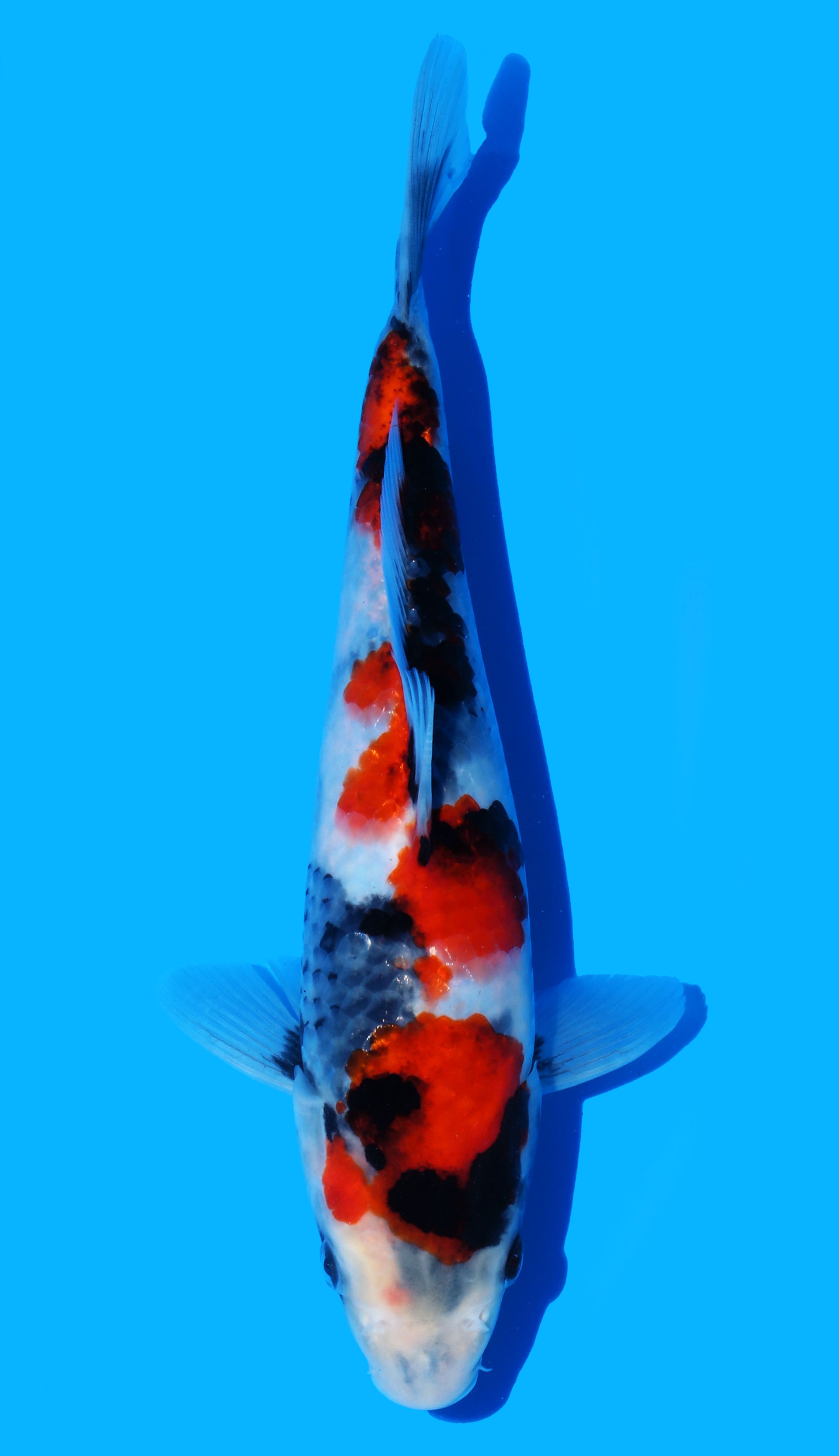 Photo of a koi fish