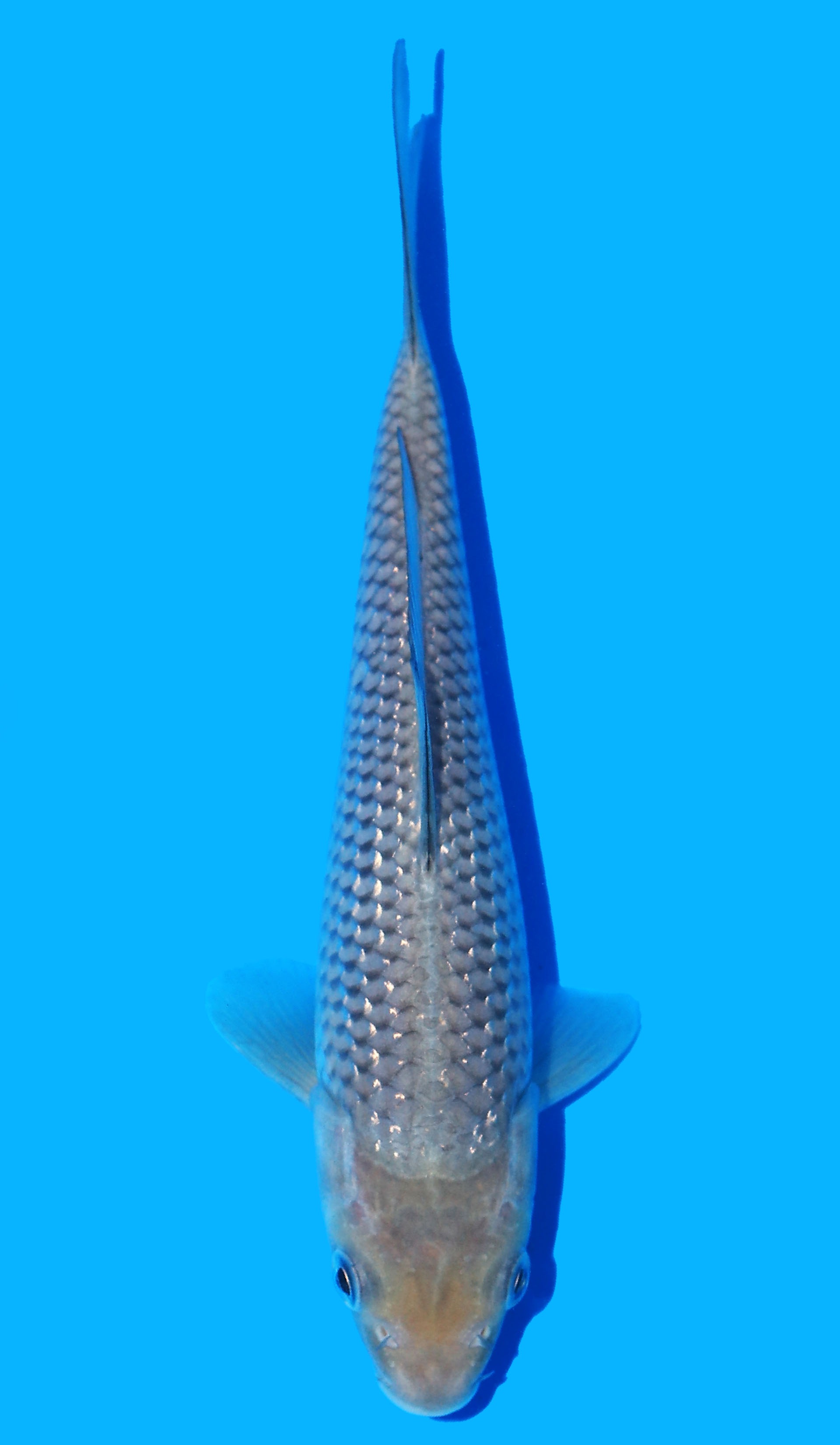 Photo of Pearl Gin Rin Soragoi Koi