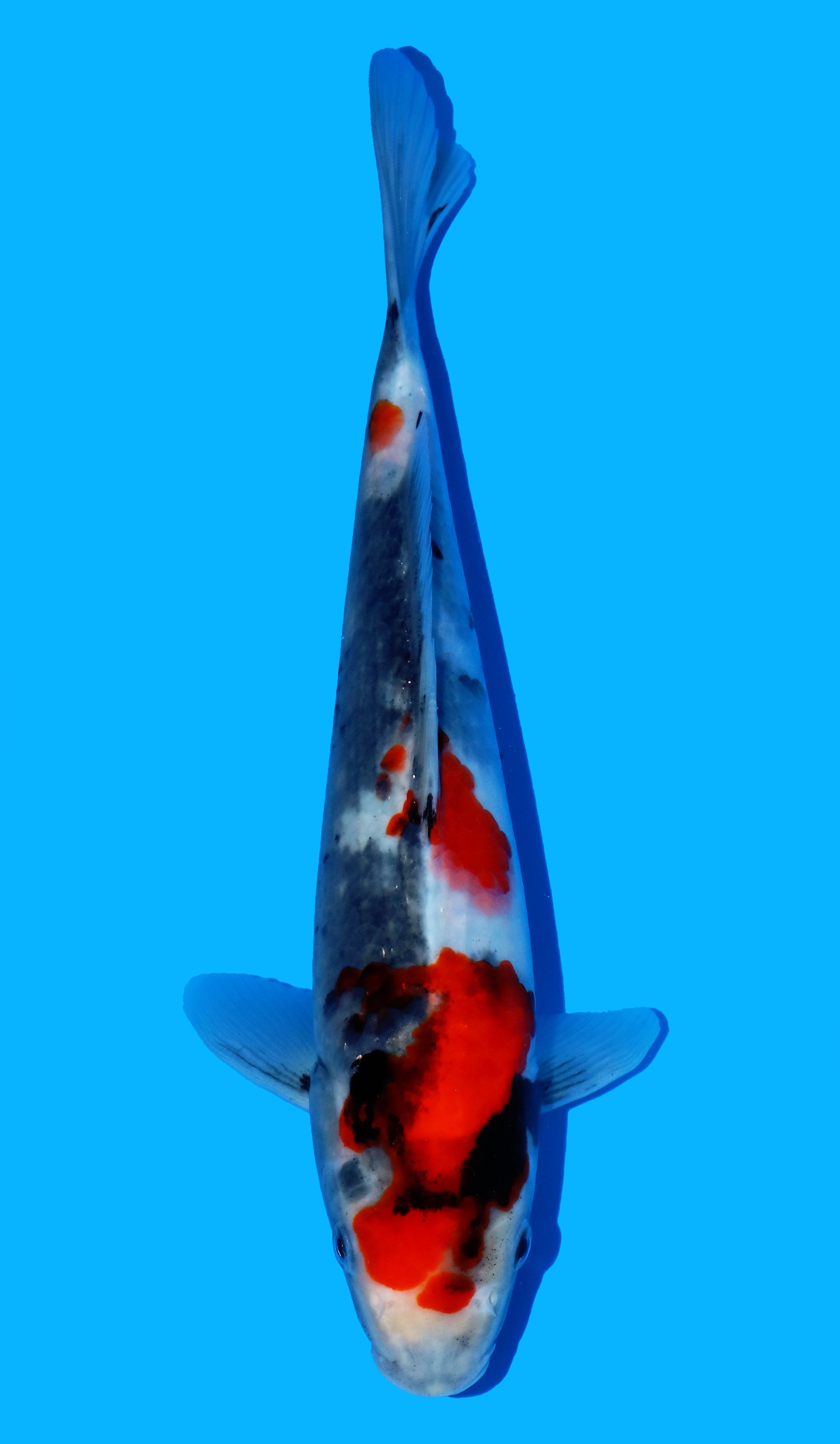Photo of a koi fish