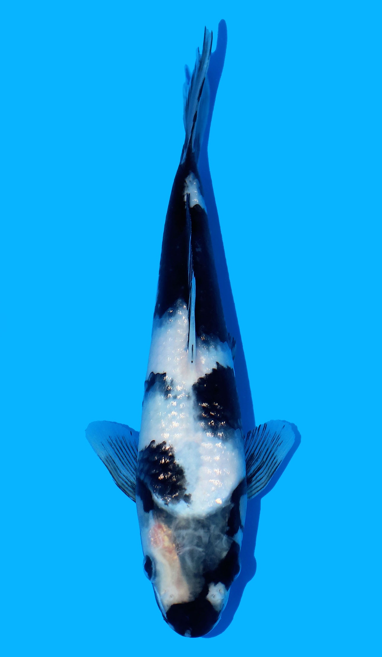 Photo of Shiro Utsuri Koi