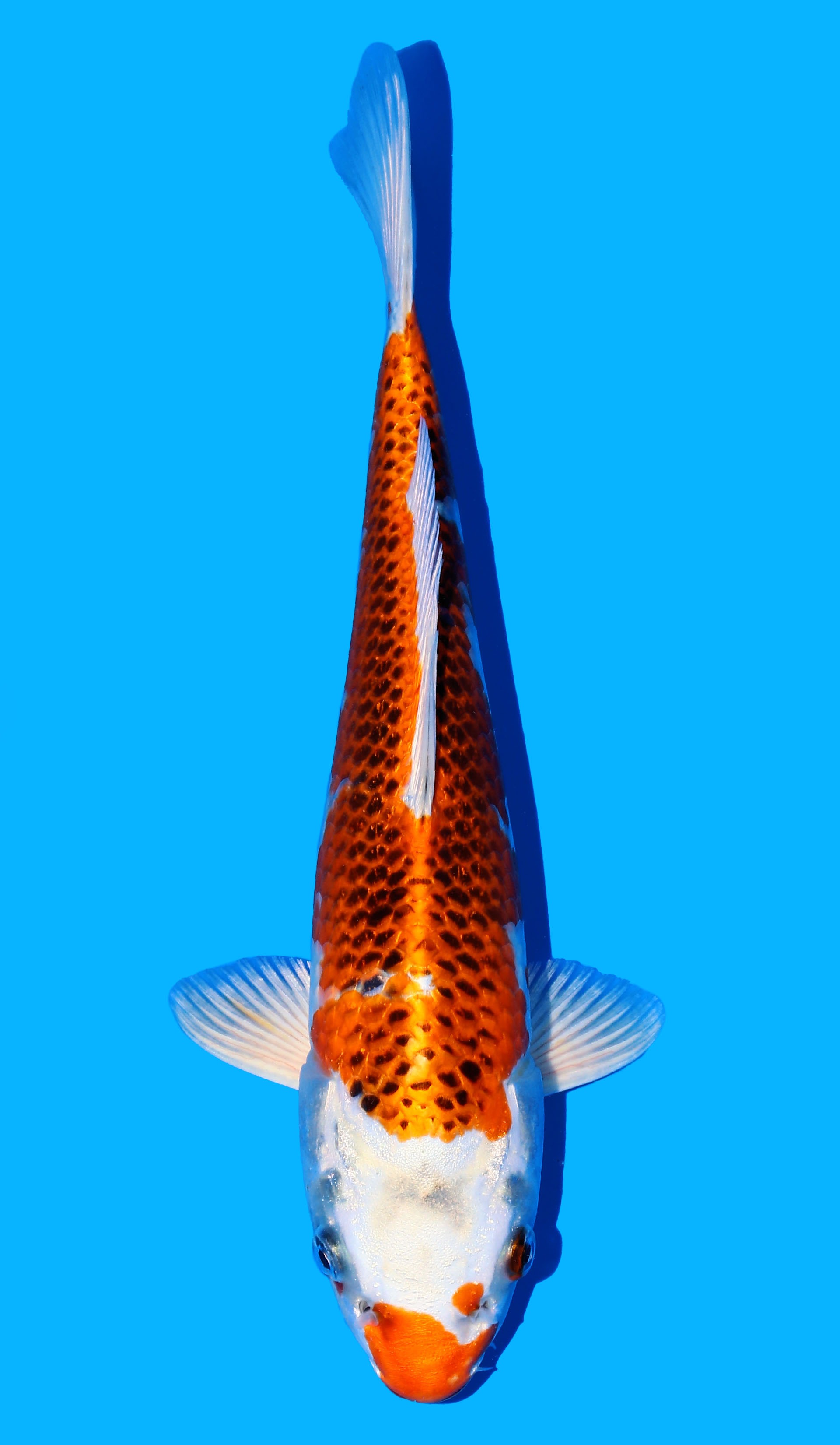 Photo of Kujaku Koi