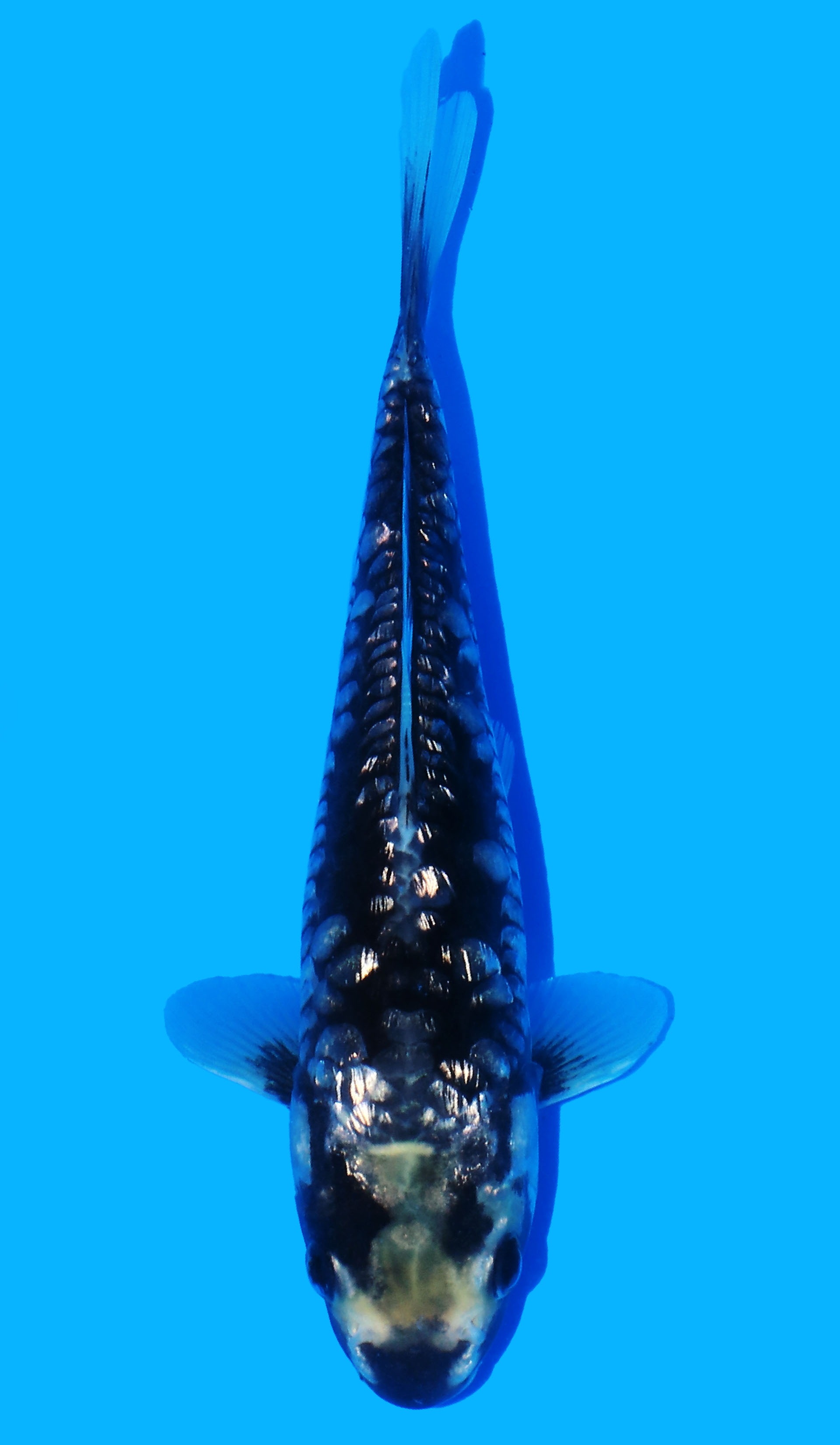 Photo of Aragoke Kumonryu Koi