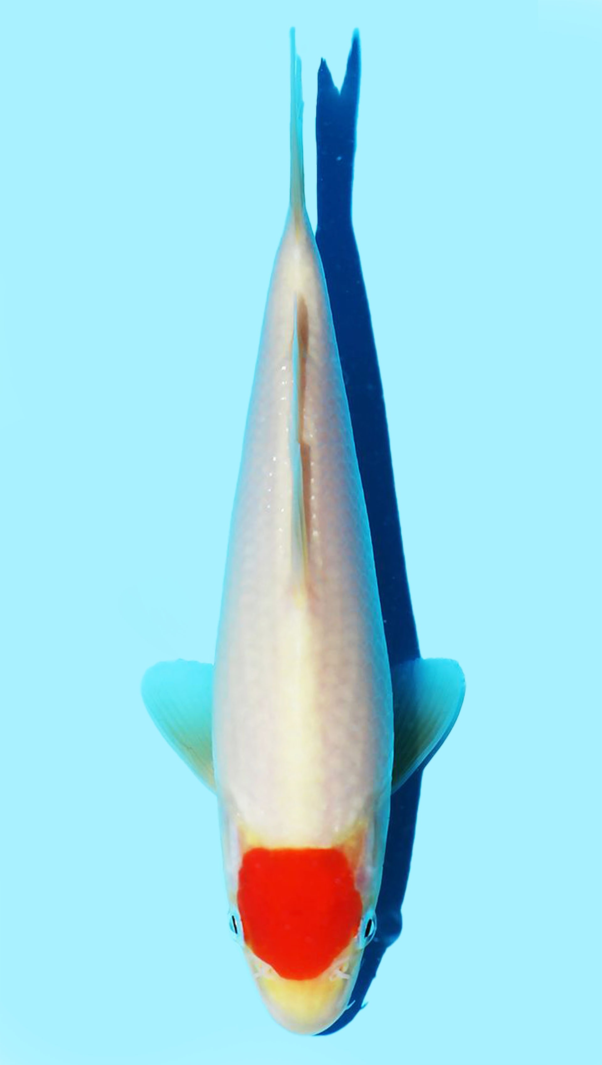 Photo of Tancho Kohaku Koi