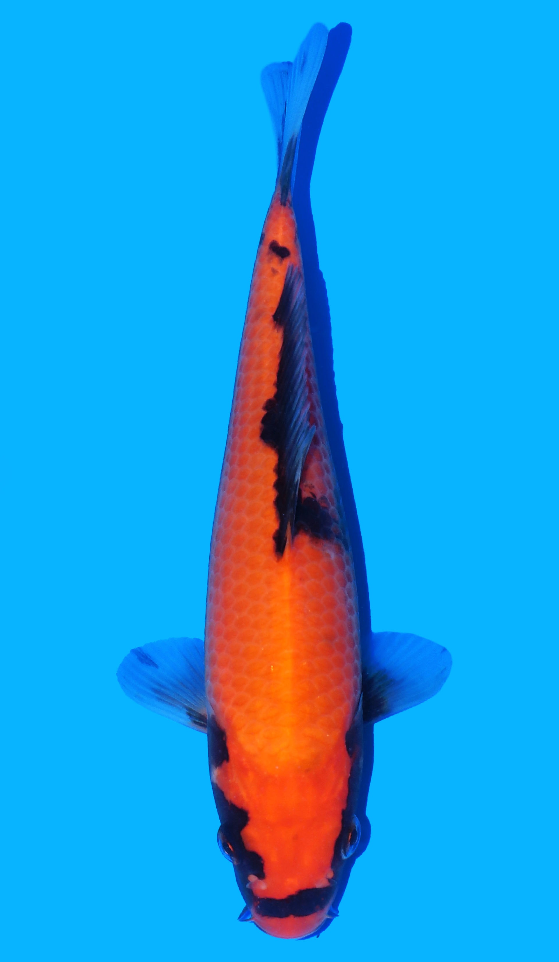Photo of Kawari Koi