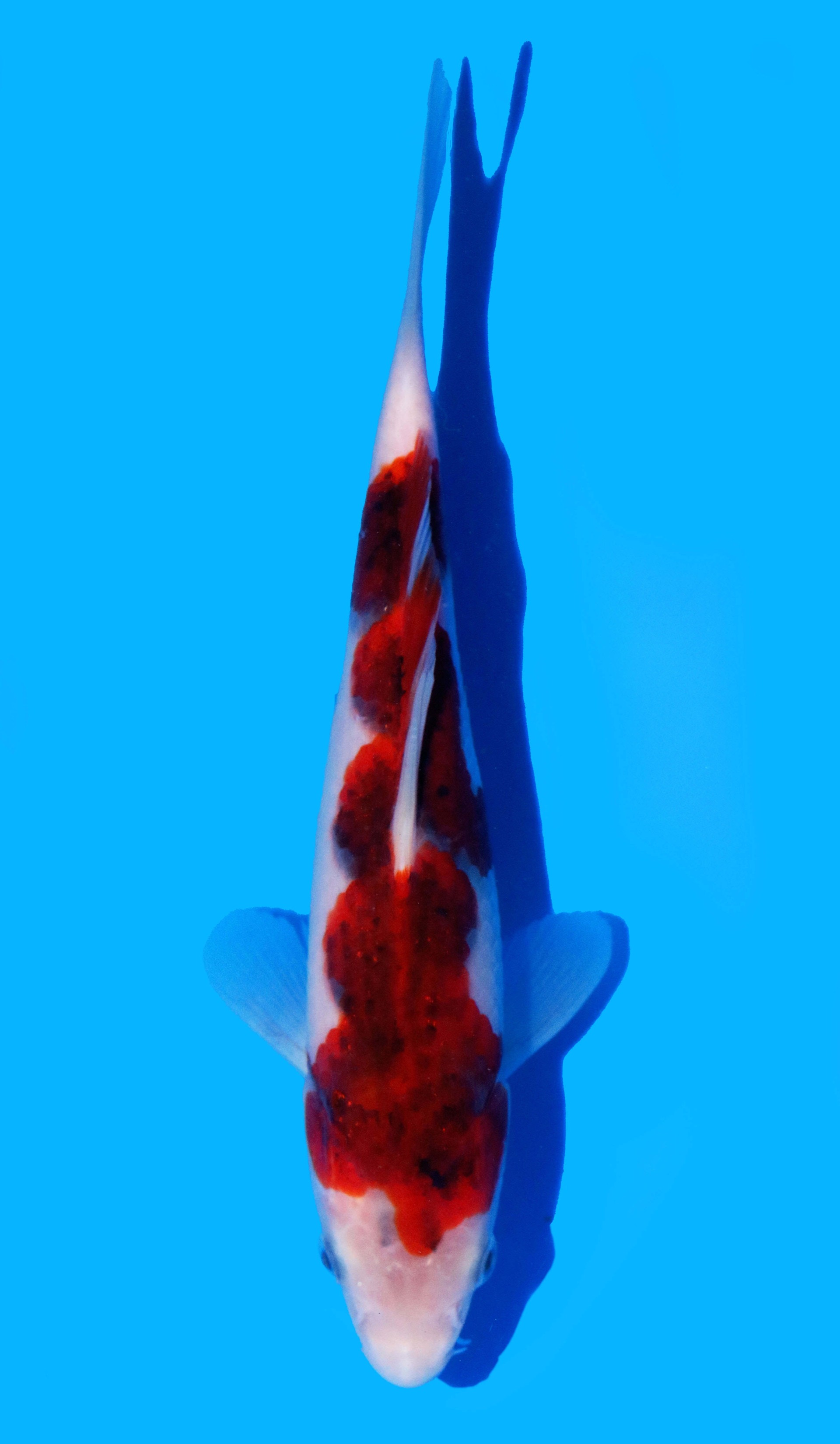 Photo of Budo Goromo Koi