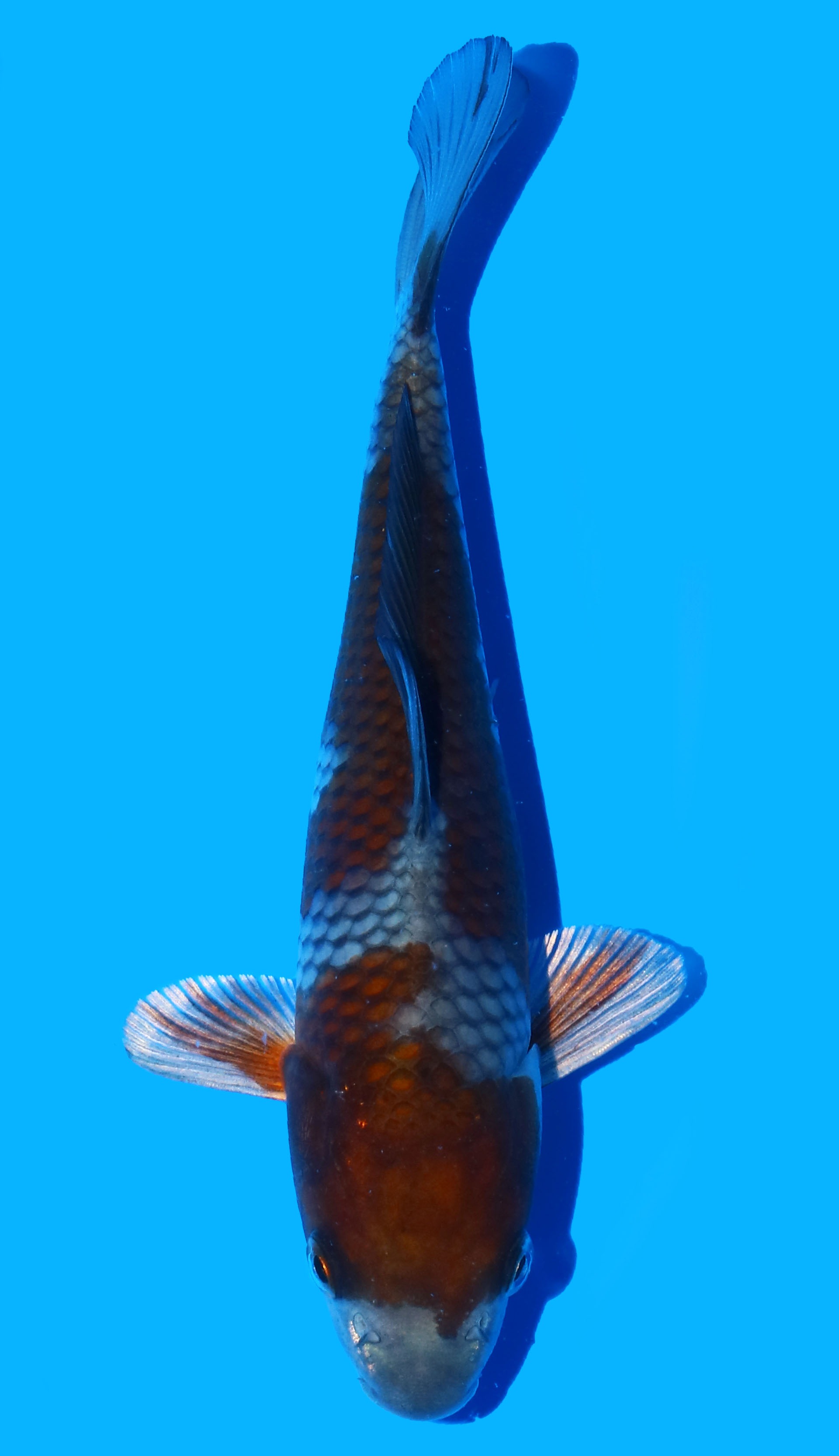 Photo of Ochiba Shigure Koi