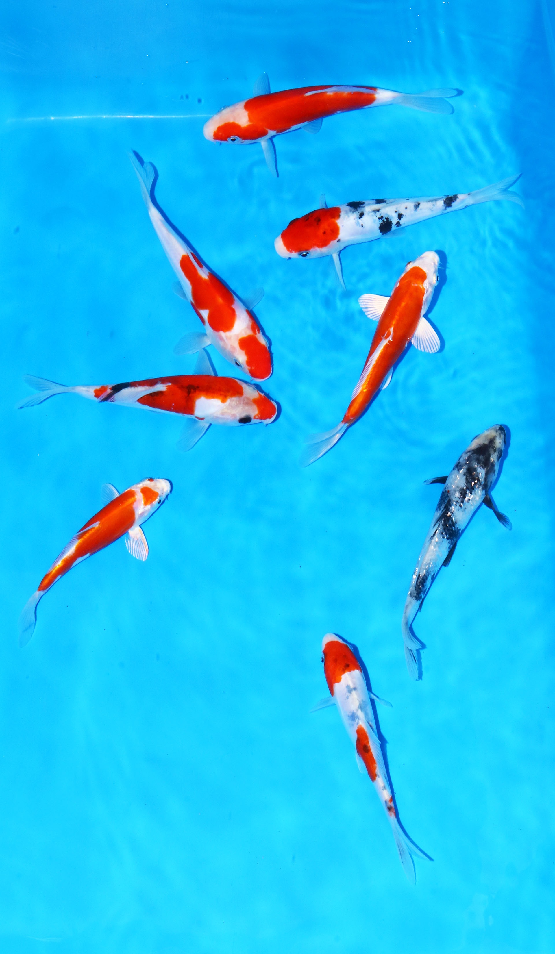 Photo of TOSAI MIX Koi