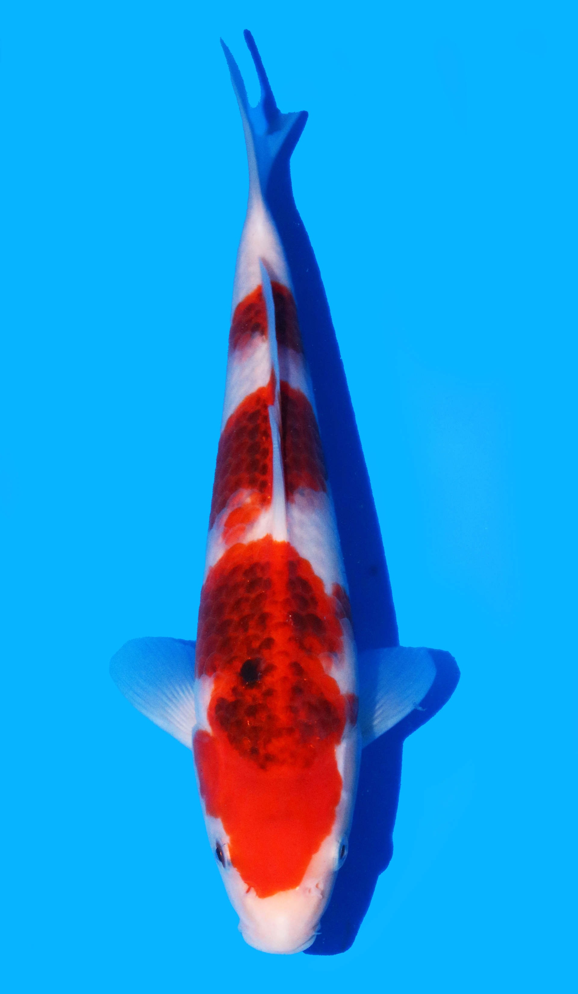 Photo of Goromo Koi