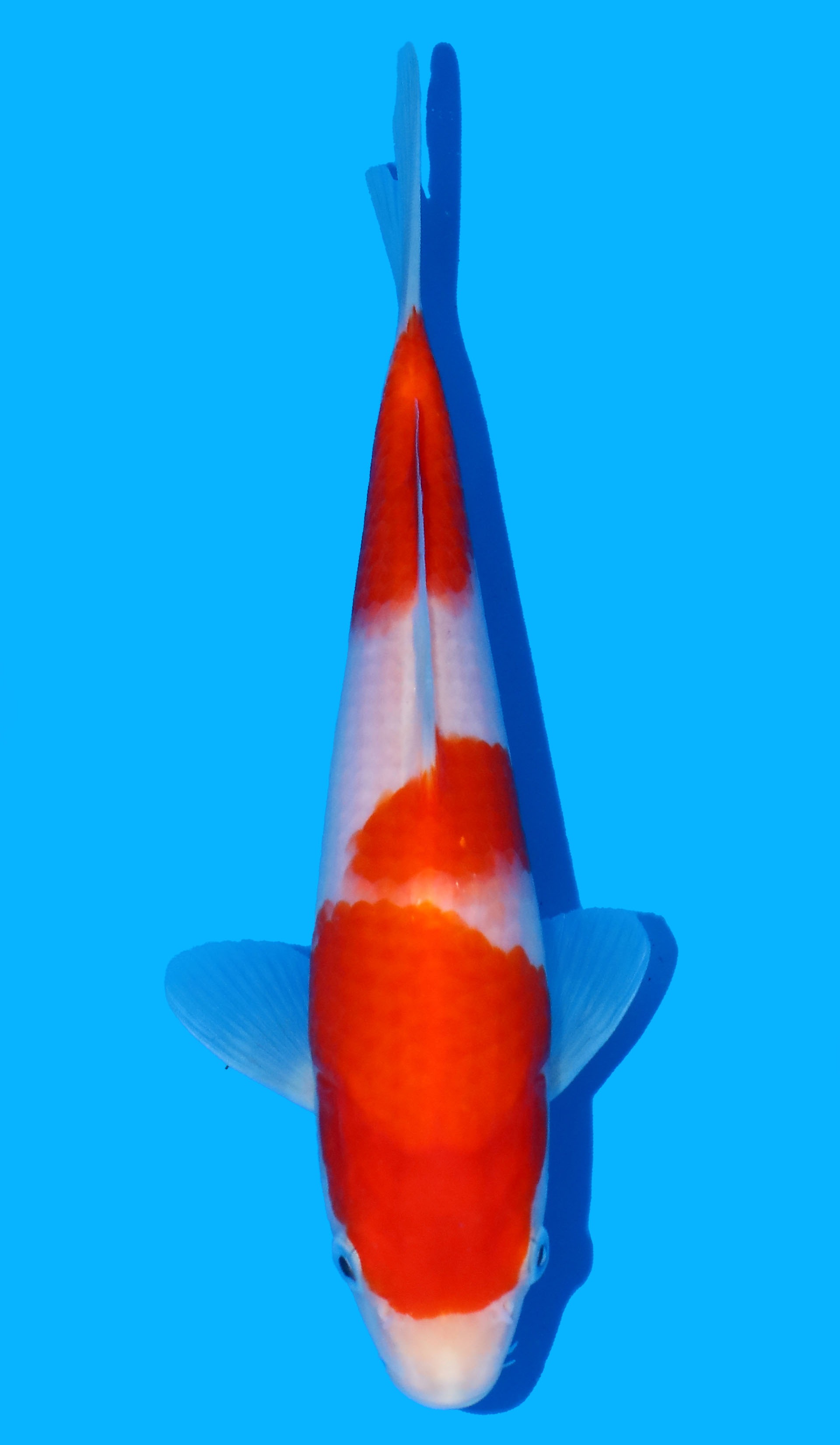 Photo of a koi fish