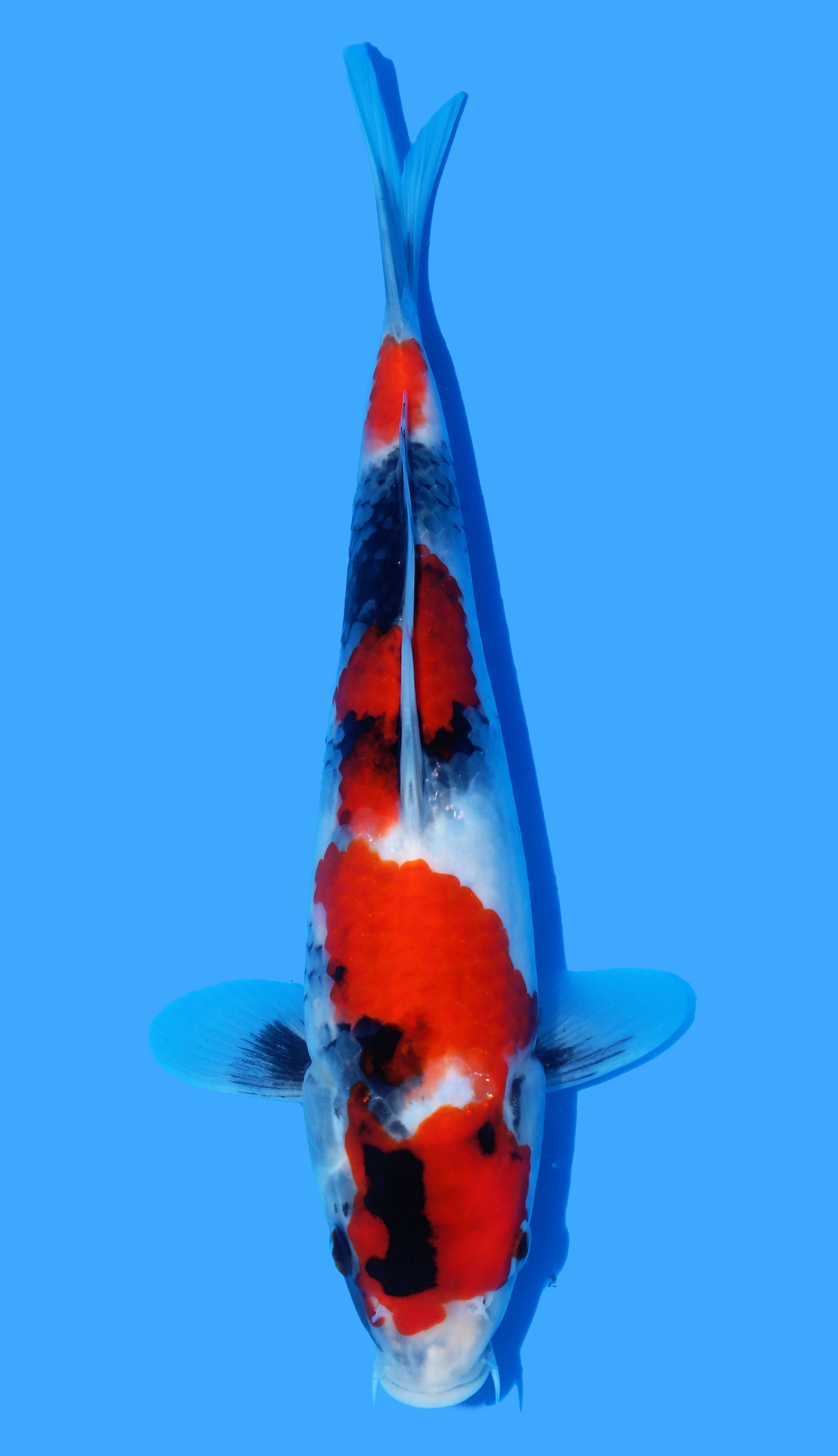 Photo of Showa Koi